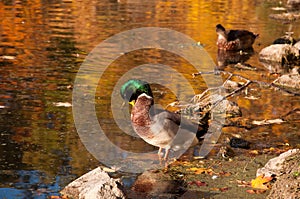 Preening duck photo