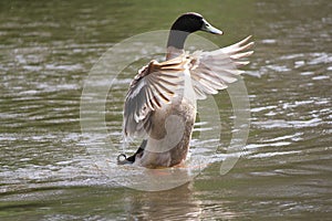 Preening duck on the river