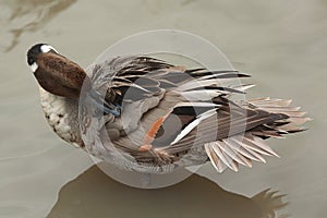Preening duck in water