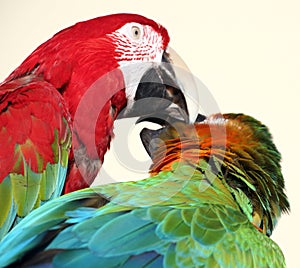 Preening duo