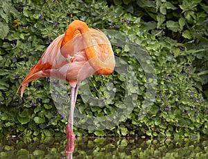 Preening Flamingo