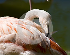 Preening flamingo