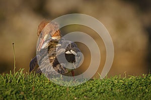 Preening goosander