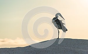 Preening Great Blue Heron, Galapagos