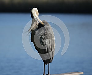 Preening Heron