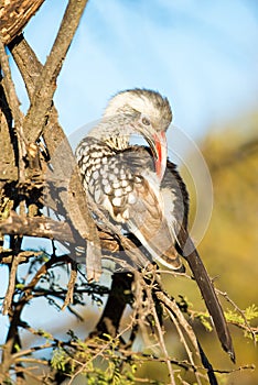 Preening Hornbill in with tree background