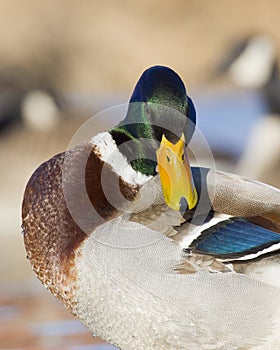 Preening Mallard