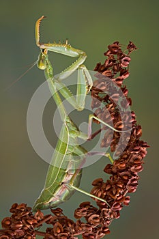 Preening Mantis