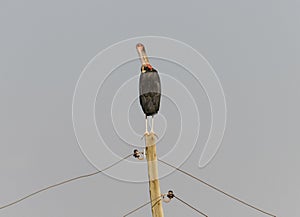 Preening Marabou Stork in Arba Minch, Ethiopia