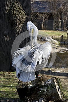 Preening pelican