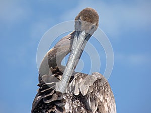 Preening Pelican