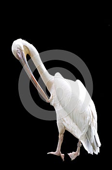 Preening Pelican Isolated on Black