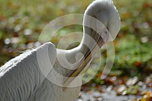 Preening Pelican