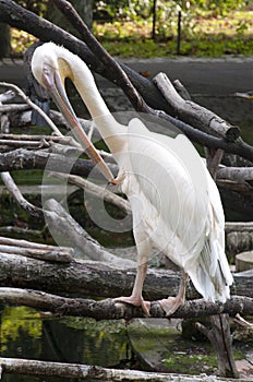 Preening Pelican