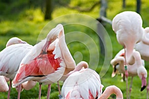 Preening pink flamingos