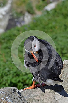 Preening Puffin.
