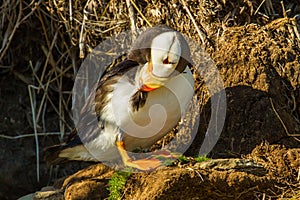 Preening Puffin