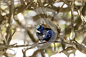 Preening Red legged honeycreeper Cyanerpes cyaneus