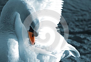 Preening swan