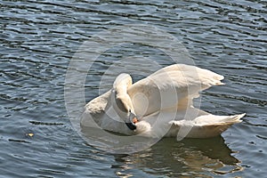 A Preening Swan on Blue Water