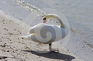 Preening Swan