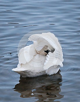 Preening Trumpeter Swan (Cygnus buccinator)