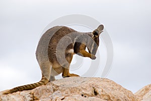 Preening Wallaby
