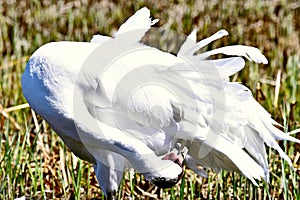 Preening Whooping Crane - Wisconsin