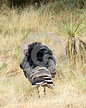 Preening wild turkey