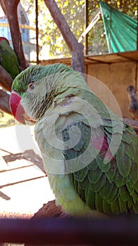 Preety Green parrot