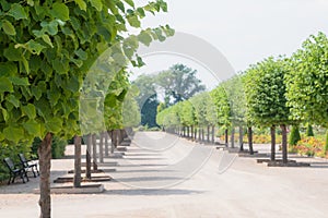 Prefect line of green trees - gardening