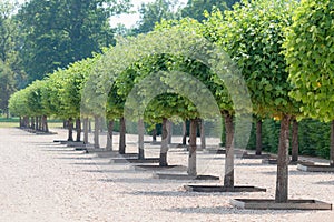 Prefect line of round green trees gardening. - Hot summer day