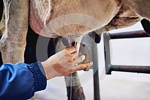 He prefers doing the milking by hand. an unrecognizable male farmer milking cows on a dairy farm.