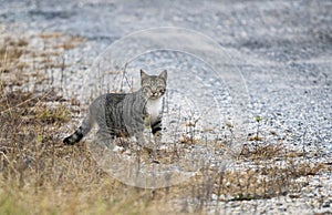 Pregant feral domestic barn cat