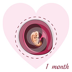 Pregnancy 1 month. A human embryo in the womb. The development of the fetus during pregnancy. Medical vector illustration for