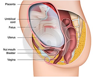 Pregnancy 3d medical vector anatomy illustration isolated on white background with english description