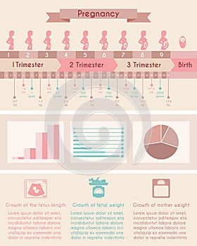 Pregnancy, birth. Infographics with timeline of