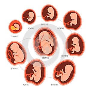 Pregnancy fetal foetus development . Embryonic month stage growth month by month cycle from 1 to 9 month to birth