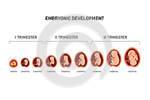 Pregnancy fetal foetus development . Embryonic month stage growth month by month cycle from 1 to 9 month to birth