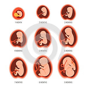 Pregnancy fetal foetus development . Embryonic month stage growth month by month cycle from 1 to 9 month to birth