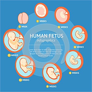 Pregnancy Fetal Growth Stage Development Infographic Menu. Vector