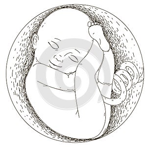 Pregnancy.The fetus in the womb. The development of the human embryo.