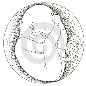 Pregnancy.The fetus in the womb. The development of the human embryo. photo