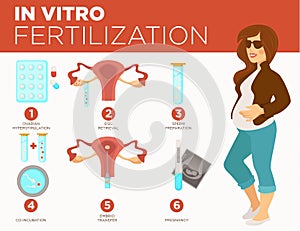 Pregnancy and medicine in vitro fertilization stages pregnant woman vector