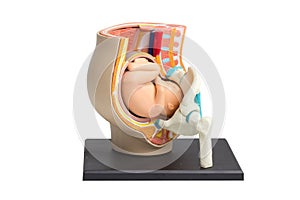 Pregnancy pelvis anatomy model on white background with work pat