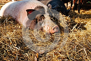 Pregnancy pig outdoor on hay and straw at farm in the village waiting for food. Chinese New Year 2019. Zodiac Pig - yellow earth