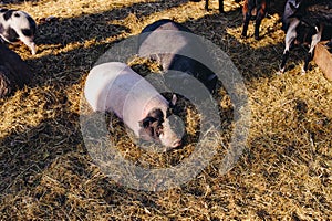 Pregnancy pigs outdoor on hay and straw at farm in the village waiting for food. Chinese New Year 2019. Zodiac Pig - yellow earth