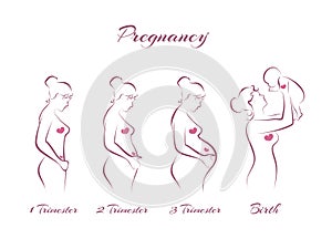 Pregnancy stages