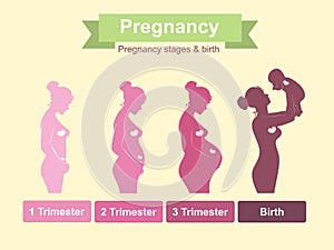 Pregnancy stages