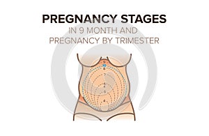 Pregnancy stages in 9 month. Pregnancy by trimester